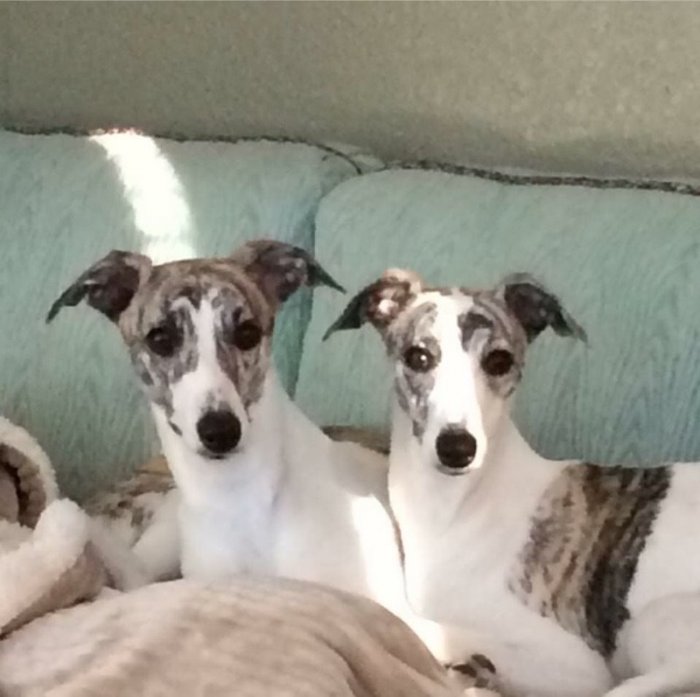 Scotter and Abby
