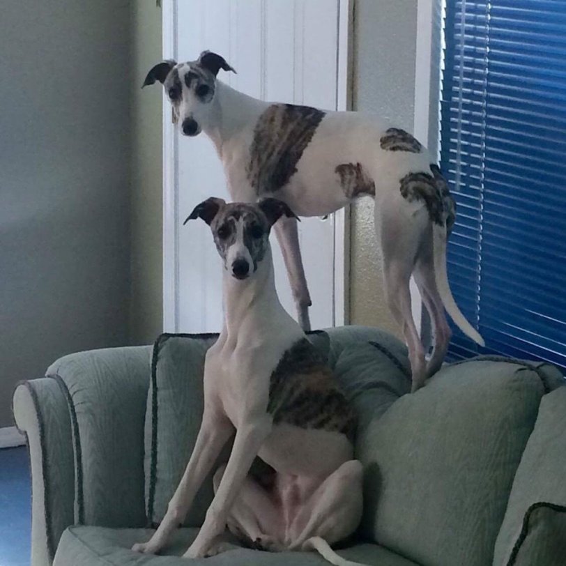 Scotter and Abby